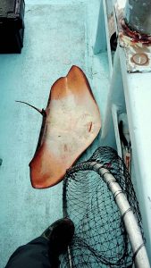 東京湾探釣隊ぼっち 釣果