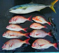 東京湾探釣隊ぼっち 釣果