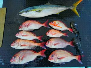 東京湾探釣隊ぼっち 釣果