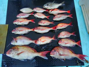 東京湾探釣隊ぼっち 釣果