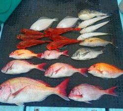 東京湾探釣隊ぼっち 釣果