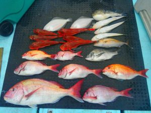 東京湾探釣隊ぼっち 釣果