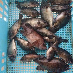 たかみ丸 釣果