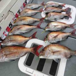 遊漁船 セトマリン 釣果