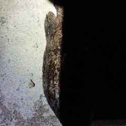 狙いはシーバス！