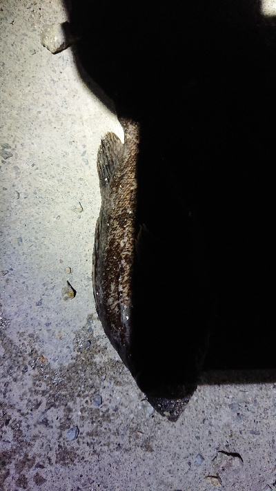 狙いはシーバス！