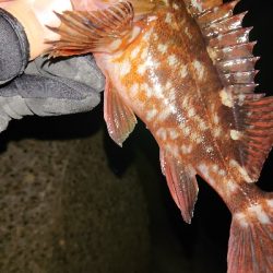 今日もガシラを