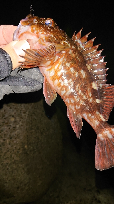 今日もガシラを