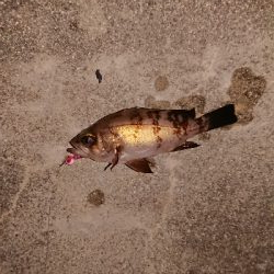 この時期は渋い