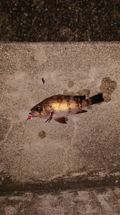 この時期は渋い