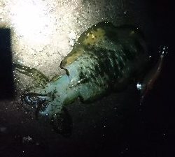 今年も宜しくお願い致します。