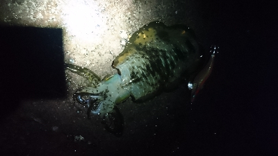 今年も宜しくお願い致します。