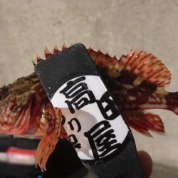 デイメバル？デイガシラ？！！