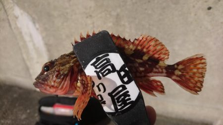 デイメバル？デイガシラ？！！