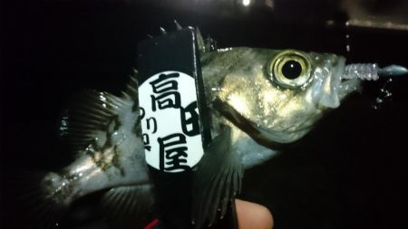 今夜も少しだけ