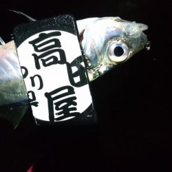 まだいけるアジング！！