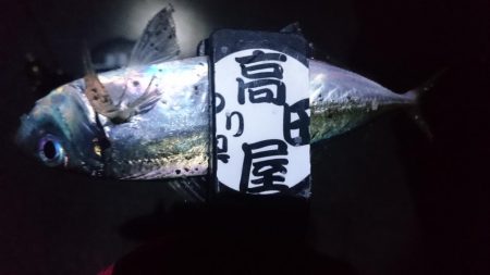 今夜の活性はイマイチ？