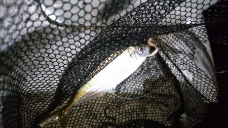 アジングリベンジ！！