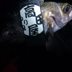 今夜の活性はイマイチ？