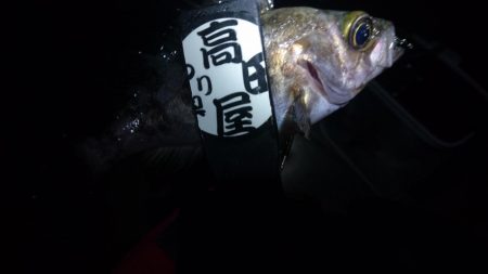 今夜の活性はイマイチ？