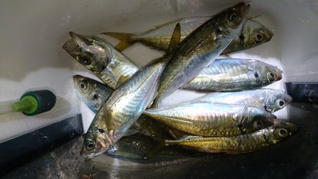 アジングリベンジ！！