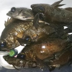 今夜も少しだけ