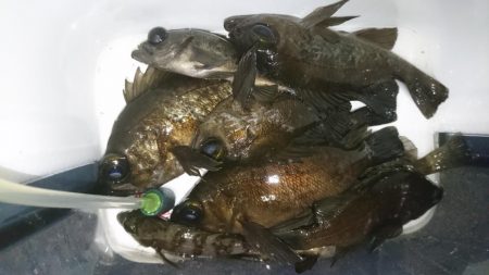 今夜も少しだけ