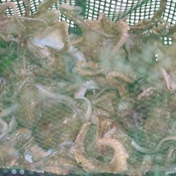 松本釣船２ 釣果