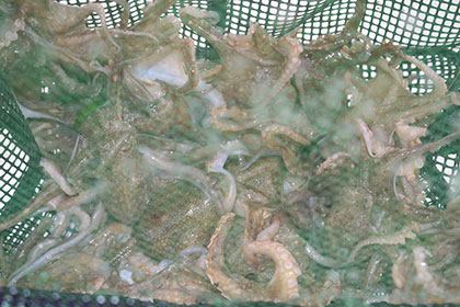 松本釣船２ 釣果