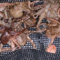 松本釣船２ 釣果