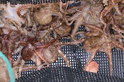 松本釣船２ 釣果