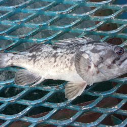 オリジナルメーカー海づり公園(市原市海づり施設) 釣果