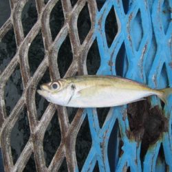 オリジナルメーカー海づり公園(市原市海づり施設) 釣果