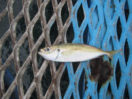 オリジナルメーカー海づり公園(市原市海づり施設) 釣果