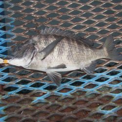 オリジナルメーカー海づり公園(市原市海づり施設) 釣果