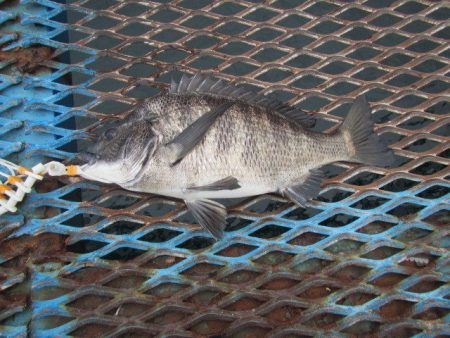 オリジナルメーカー海づり公園(市原市海づり施設) 釣果