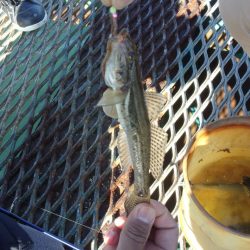 オリジナルメーカー海づり公園(市原市海づり施設) 釣果