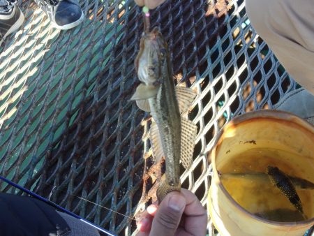 オリジナルメーカー海づり公園(市原市海づり…