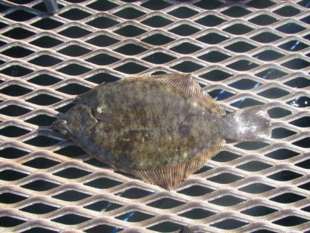 オリジナルメーカー海づり公園(市原市海づり…