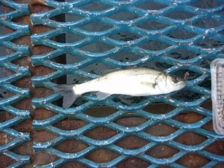 オリジナルメーカー海づり公園(市原市海づり施設) 釣果