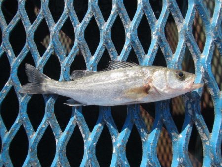 オリジナルメーカー海づり公園(市原市海づり…