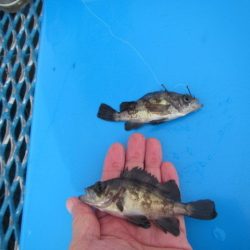 オリジナルメーカー海づり公園(市原市海づり施設) 釣果