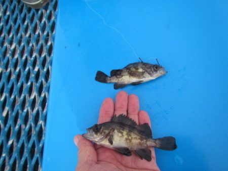 オリジナルメーカー海づり公園(市原市海づり施設) 釣果