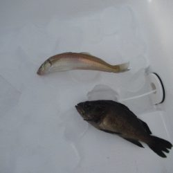 オリジナルメーカー海づり公園(市原市海づり施設) 釣果