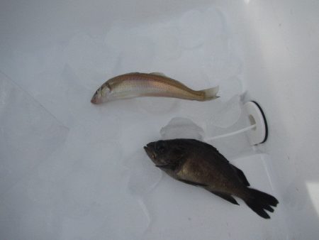 オリジナルメーカー海づり公園(市原市海づり…