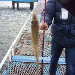 オリジナルメーカー海づり公園(市原市海づり施設) 釣果