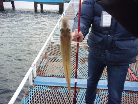 オリジナルメーカー海づり公園(市原市海づり施設) 釣果