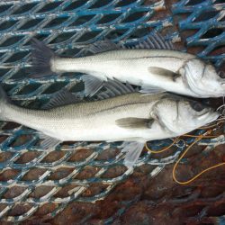 オリジナルメーカー海づり公園(市原市海づり施設) 釣果
