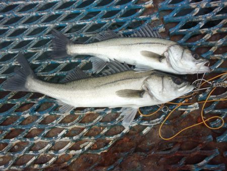 オリジナルメーカー海づり公園(市原市海づり施設) 釣果