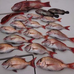 フィッシングボートACE(エース) 釣果